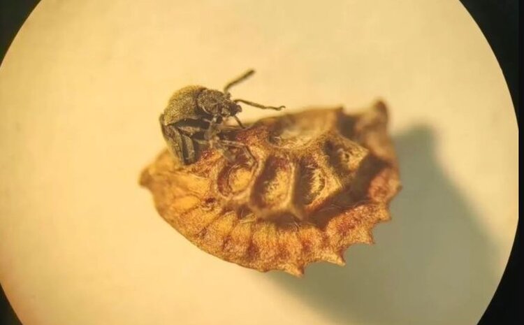 Эспарцетовая зерновка: фото вредителя и пораженных семян - фото