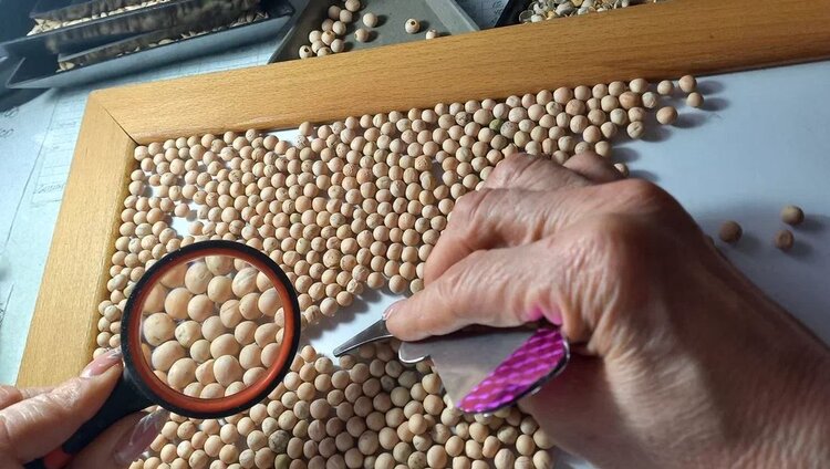 Сколько засеют аграрии ДНР в этом сезоне: Россельхозцентр проверят силу каждого семени  - фото