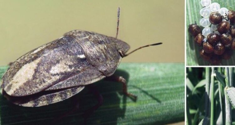 Клоп вредная черепашка полетел на посевы озимых зерновых культур в Волгоградской области