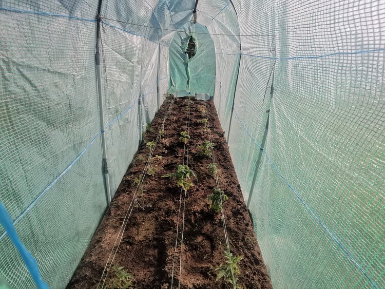 Лучшие даты для высадки рассады в теплицу по Лунному календарю в 2026 году - фото