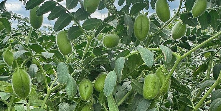 Сорта нута от «ЭкоНивы» впервые включены в Государственный реестр селекционных достижений