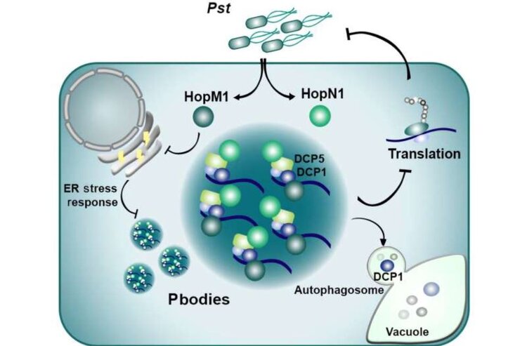 Как бактерии обходят иммунную систему растений: новый взгляд на старую проблему - фото