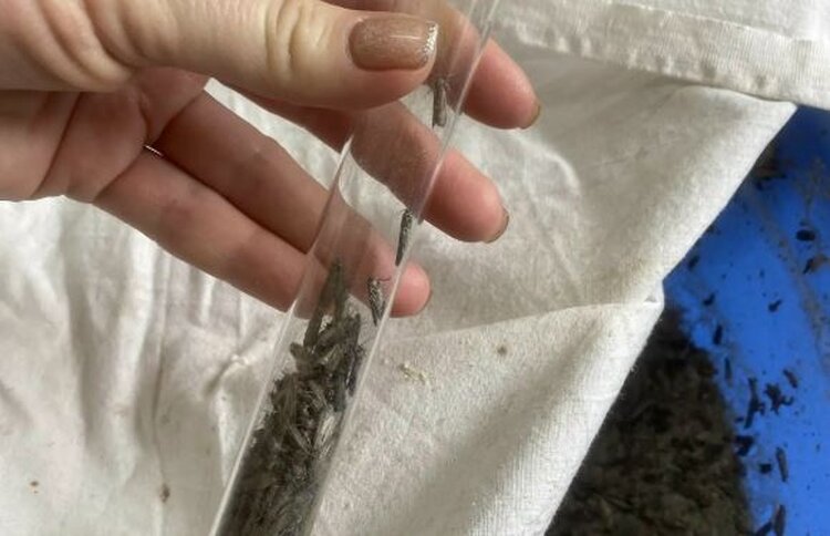 Где в России ставропольские энтомофаги защищают посевы