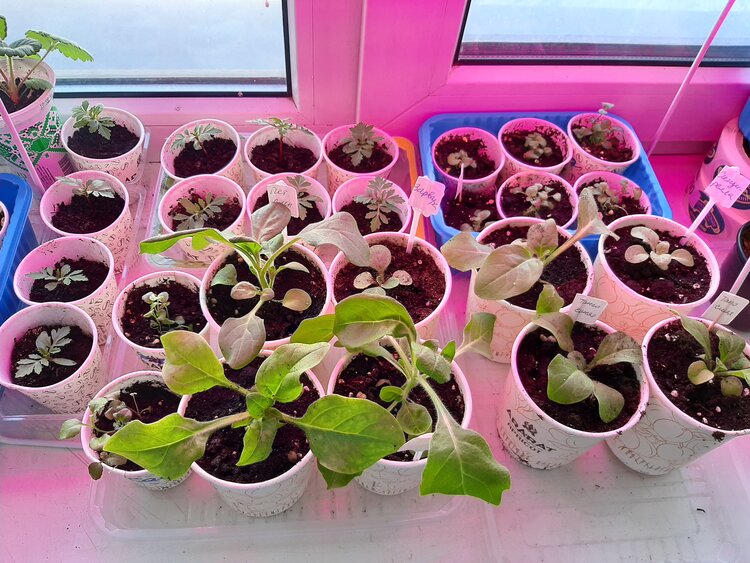 Причины задержки роста рассады и способы её поддержки