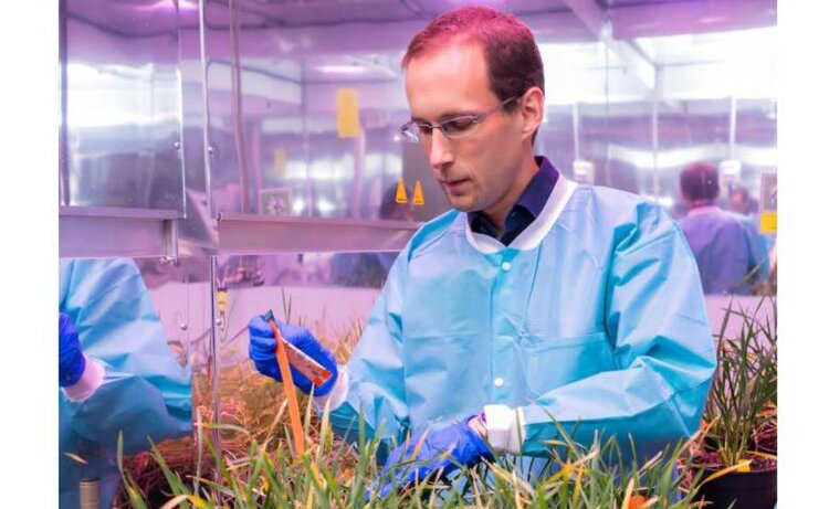 Крошечные фрагменты ДНК, важные аграрные открытия: k-мерная геномика на примере пшеницы - фото