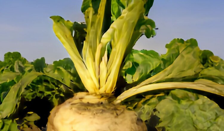 В Германии запустили новую выставку инноваций для выращивания сахарной свеклы - фото