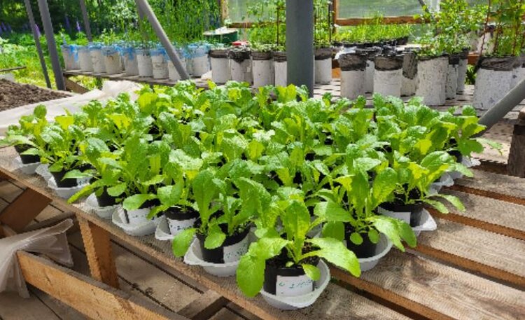 Рыбный день для грядки: как отходы карельских форелевых ферм превращаются в ценное удобрение