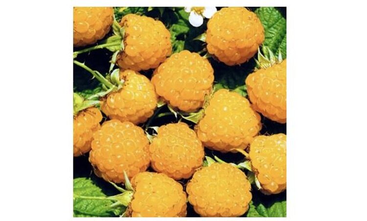 На что обратить внимание при выборе саженцев плодовых кустарников - фото