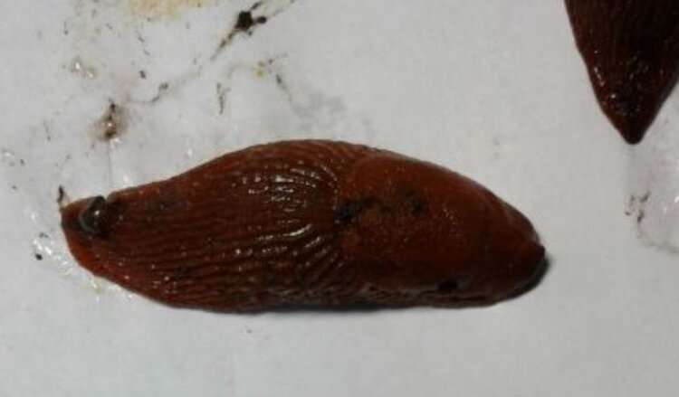 Барьер от красного слизня: что сыпать на пути и какие ловушки ставить