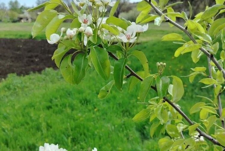 Дыхание холода. Как помочь растениям пережить заморозки - фото