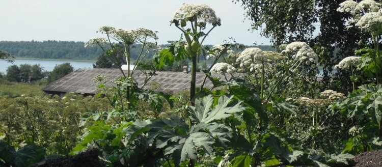 Расширен ассортимент гербицидов для населённых пунктов против борщевика Сосновского - фото