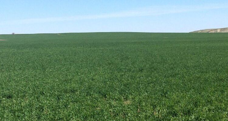 Аграрии Волгоградской области оперативно корректируют работы под погодные условия - фото