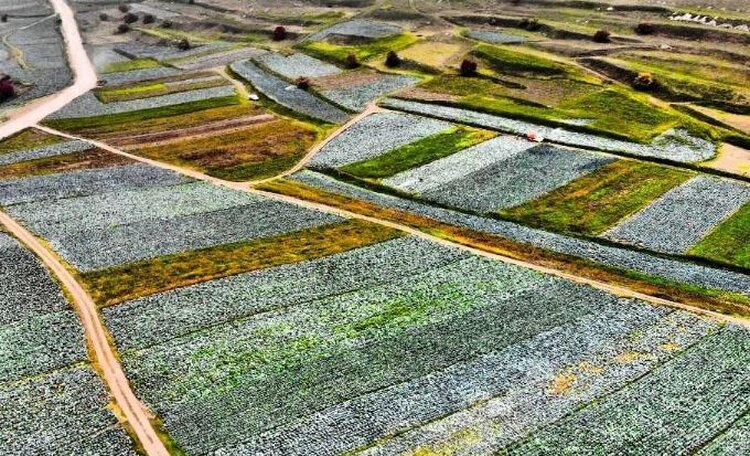 «Магнит» стал больше инвестировать в аграрные проекты в Дагестане - фото