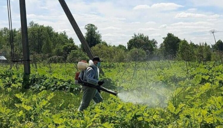 Более чем в 10 раз увеличились площади обработки против борщевика Сосновского в Ярославской области - фото