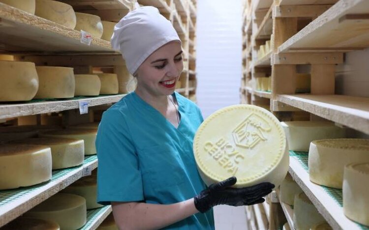 Вологодские сыроделы увеличили производство более чем на 50%