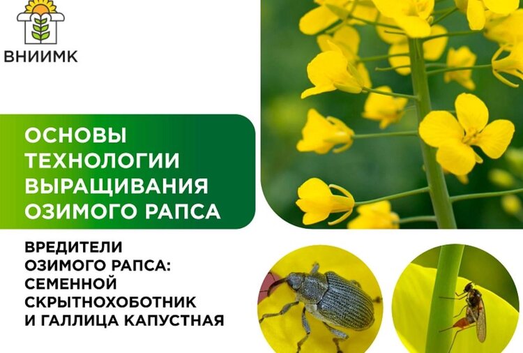2 злостных вредителя озимого рапса: чем защищать культуру - фото