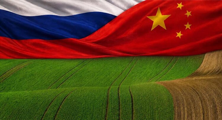 Как Китай изменил структуру посевов в России: экспертная агроаналитика - фото