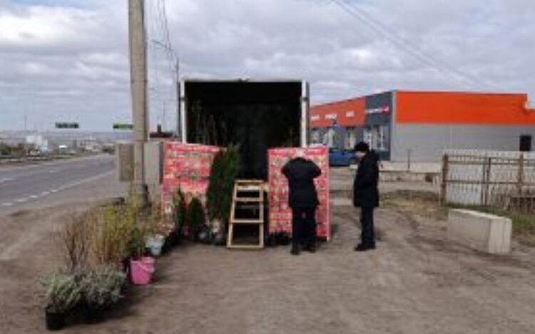 Из 6 проверенных точек торговли саженцами ни одна не прошла проверку на правильные сорта