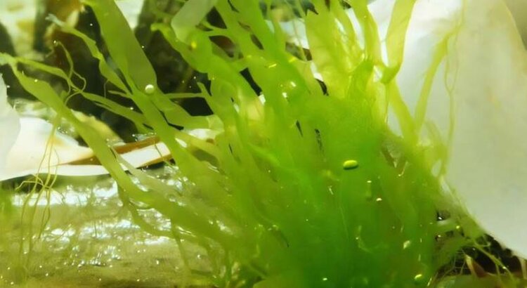 Морские водоросли со вкусом белого трюфеля можно выращивать в Балтийском море
