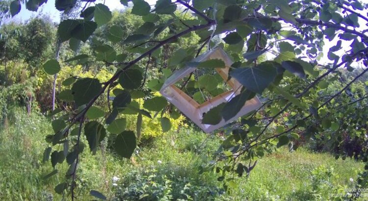 В Приморском крае в этом году фитомониторинг на карантинных вредителей и болезни охватит больше гектаров - фото