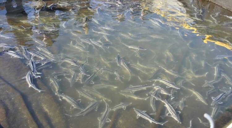 Осолонение Азовского моря создает новые вызовы для развития рыбного хозяйства в Ростовской области