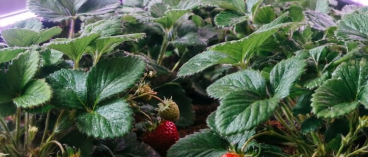 Сделан заказ на первую космическую теплицу для лесной земляники