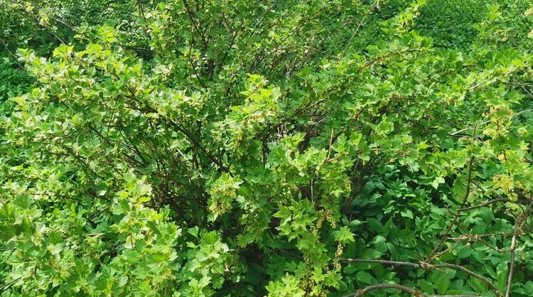 Как омолодить старый, но урожайный куст крыжовника - фото
