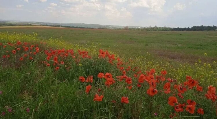 Целое море красных цветов. Такого в ДНР не было 20 лет - фото