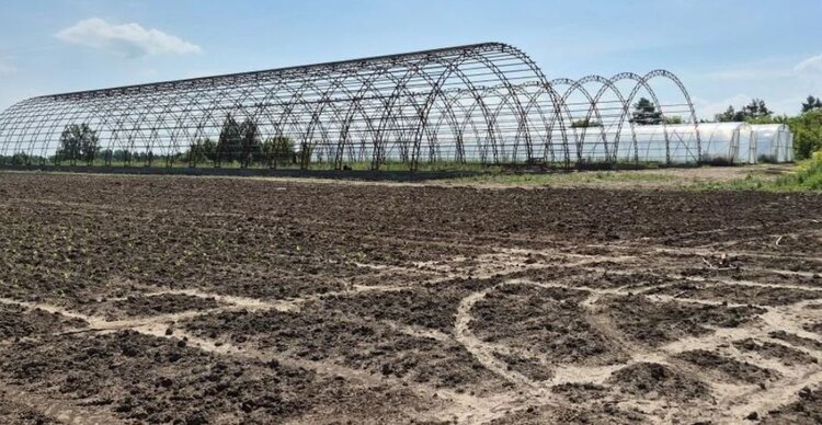 К урожаю огурцов прибавилось 550 тонн отличной капусты: пример успешного семейного фермерства в Чувашии