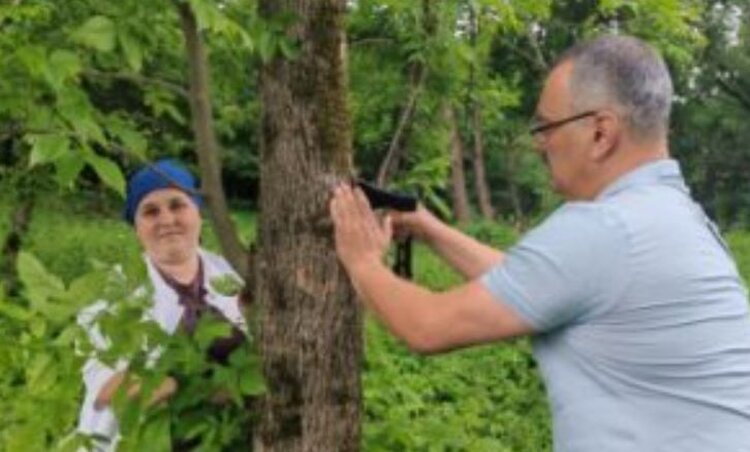 Курской области снова предстоит борьба с ясеневой изумрудной златкой - фото
