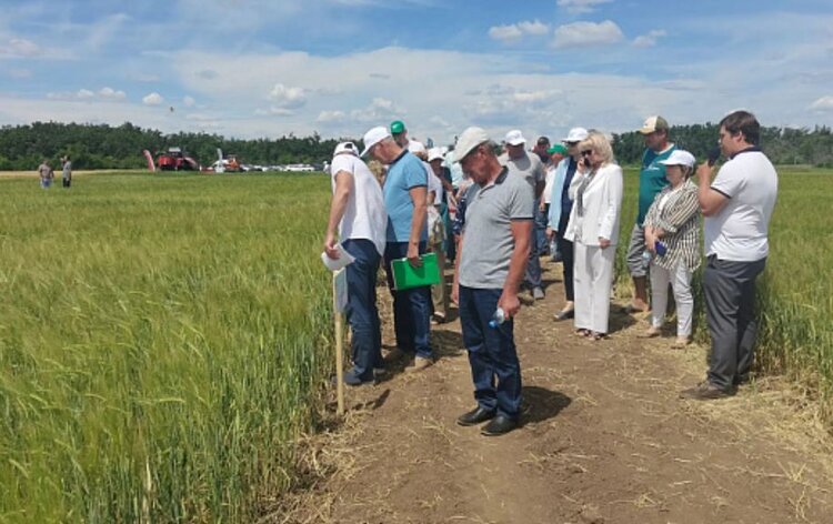 На Дне поля Волгоградской области представили демпосевы новых отечественных сортов - фото