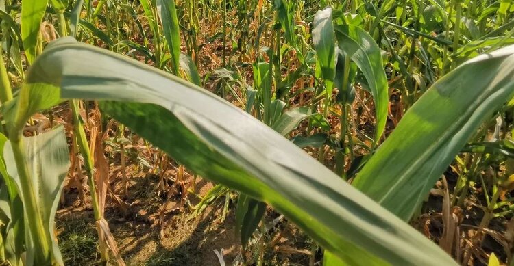 Пузырчатую головню кукурузы нашли в воронежском поле