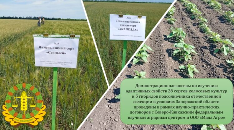 В Запорожье впервые представили результаты демопытов по адаптивным испытаниям популярных культур - фото