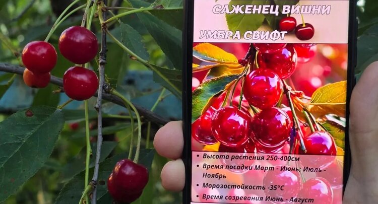 Не вредители, так ИИ: цифровой жук подтачивает урожай - фото