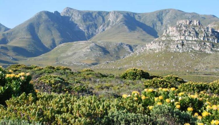 Новый род бактерий-чистильщиков планеты, найденный в ЮАР, назвали в честь российского микробиолога Светланы Дедыш  - фото