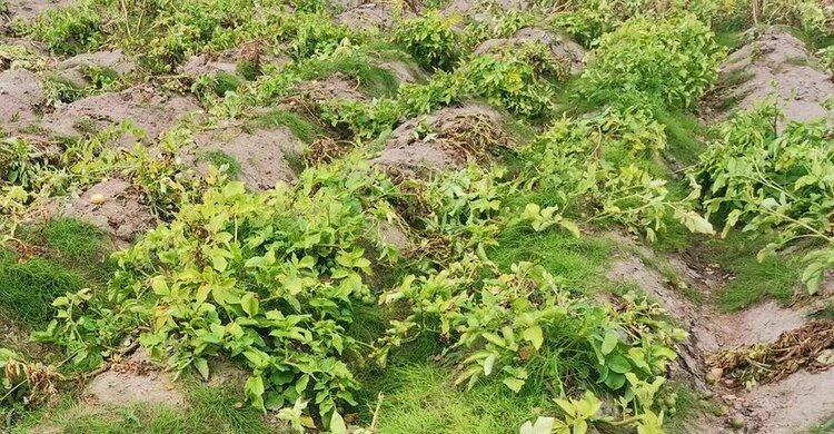 Гонка вооружений на картофельном поле: фитофтороз продолжает взламывает генетическую защиту сортов