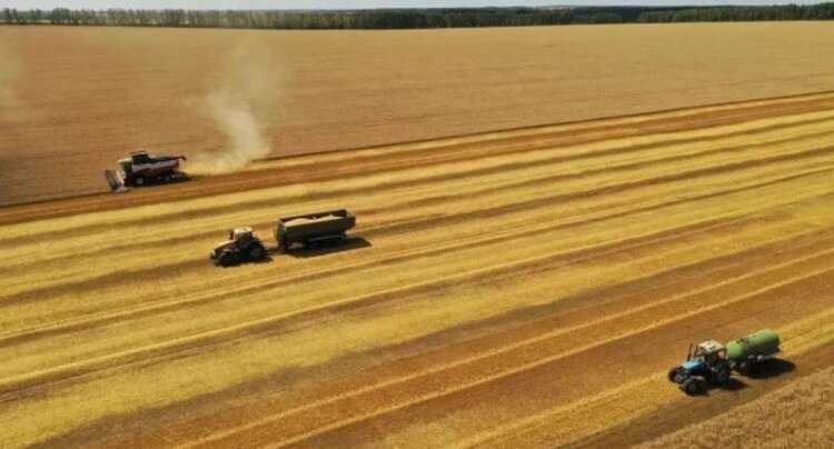 Белгородская область планирует собрать 3 миллиона тонн зерновых и зернобобовых в этом сезоне