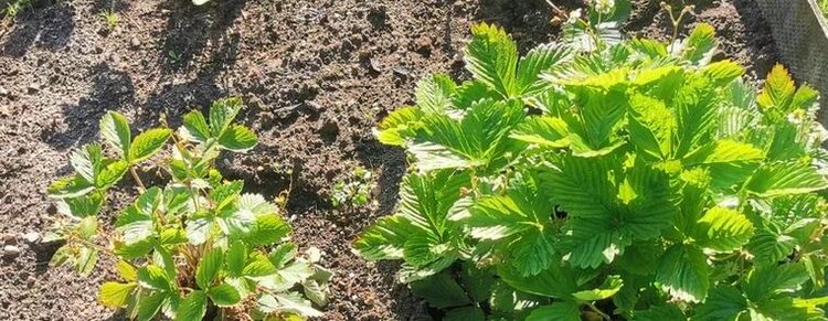 Клубника после плодоношения: лучше косить или обрезать? - фото