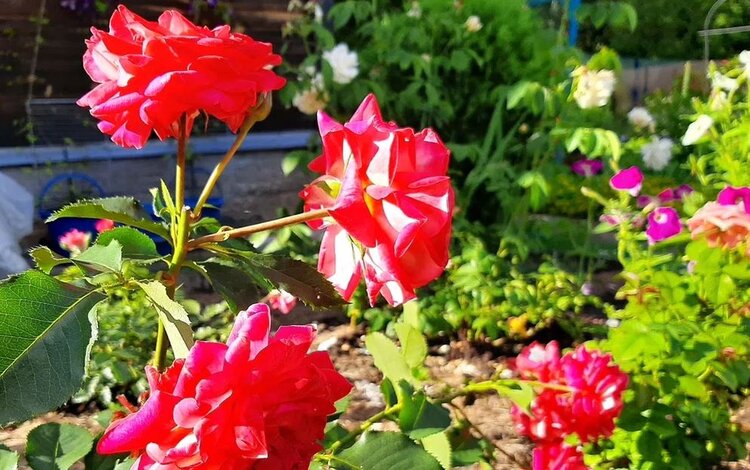 Серая гниль на розах после дождей. Спасаем царицу цветов! - фото