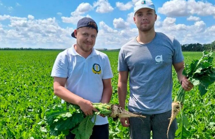 Минудобрения от «Акрона» тестируют на сахарной свекле в Ставропольском крае - фото