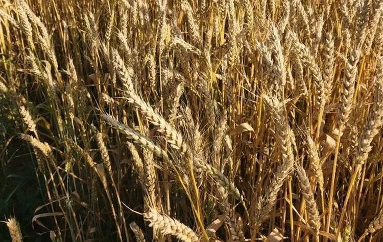 На Донбассе на наличие вредителей сельхозкультур обследовали более 606,28 тысячи га