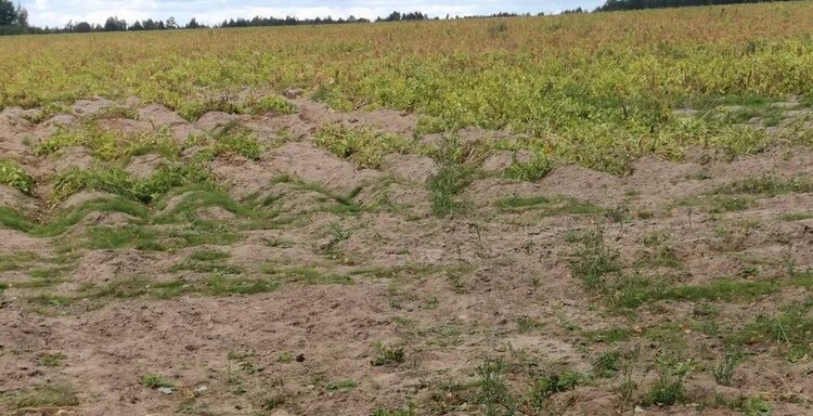 Экономика электротока: каким хозяйствам реально выгодна электродесикация картофеля - фото