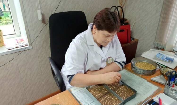 Пшеница удивила урожайностью аграриев Арзгирского округа Ставропольского края
