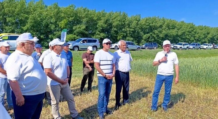 Передовики в Тетюшском районе Татарстана намолачивают зерно с урожайностью 61 центнер с га - фото