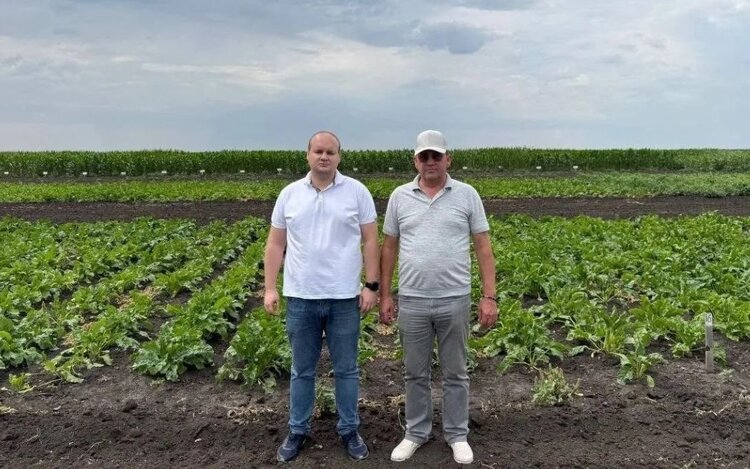 Сахарную свеклу - новую для волгоградских полей культуру - тестируют специалисты Госсорткомиссии - фото