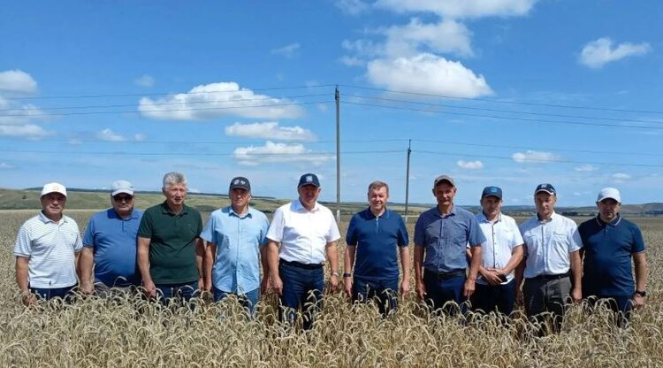 В Заинском районе Татарстана средняя урожайность зерна оценивается в 52 центнера с га