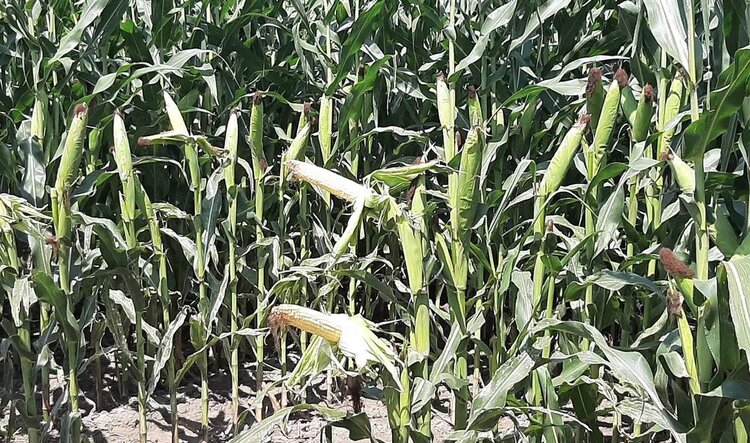 На симпозиуме Nitrogen 2026 ученые представят прорывные исследования по азотному питанию растений - фото