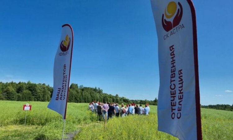 Планы Псковской области на рапс: перспективные сорта представили на демплощадке ССК «Смена» - фото
