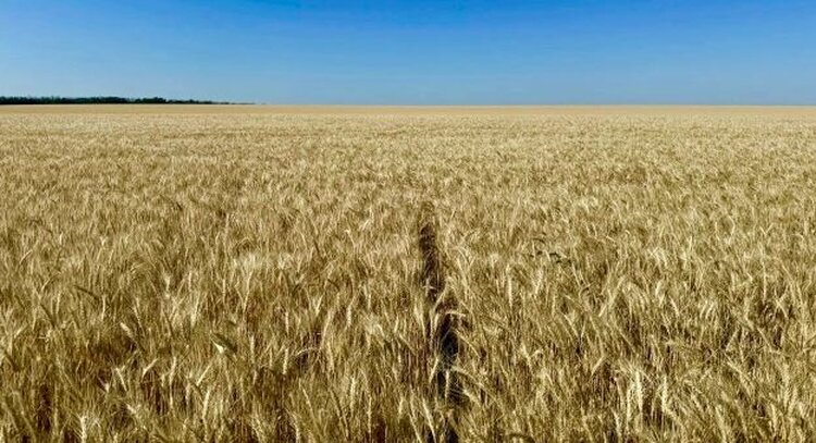Высокая урожайность озимой пшеницы подтвердила эффективность гороха как предшественника - фото