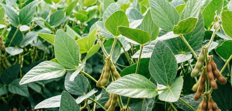 Китай занимает 97% в экспорте сельскохозяйственной продукции Амурской области - фото